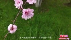 户外跳蛋阅读戒色宝典 忍不住了蹲在草地自慰预览图06